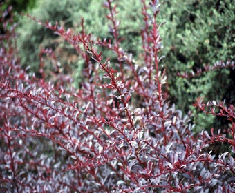 Sauerbeere (Berberis thunbergii 'Red Chief')