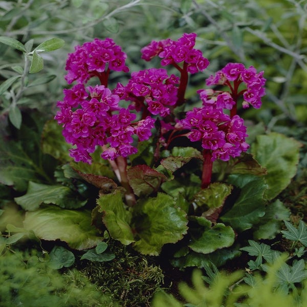 Schuhblütler (Bergenia 'Abendglut')