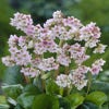 Bergenie 'Baby Doll'