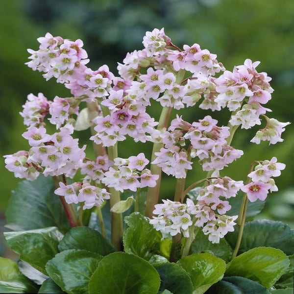 Bergenie 'Baby Doll'