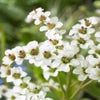 Schoenlappersplant (Bergenia 'Bressingham White')