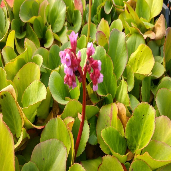 Schmetterlingsblume (Bergenia cordifolia) BIO