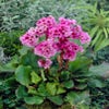 Schmetterlings-Pflanze (Bergenia cordifolia 'Herbstblüte')