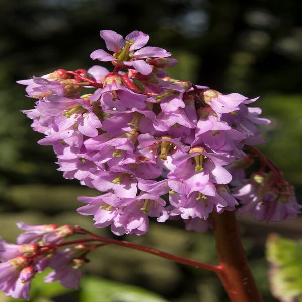 Schuhblütenpflanze (Bergenia purpurascens)
