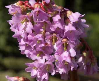 Schuhblütenpflanze (Bergenia purpurascens)