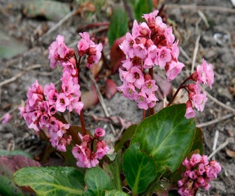 Elefantenohr (Bergenia 'Rosi Klose')