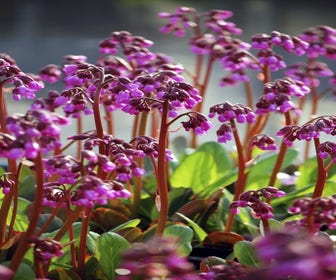 Schuhblättrige Pflanze (Bergenia 'Wintermarchen')