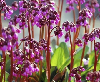 Schuhblättrige Pflanze (Bergenia 'Wintermarchen')