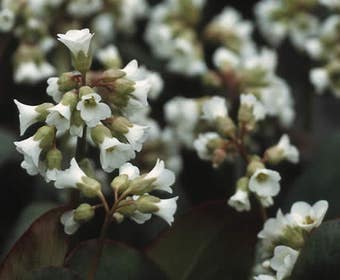 Schoenlappersplant (Bergenia 'Silberlicht')