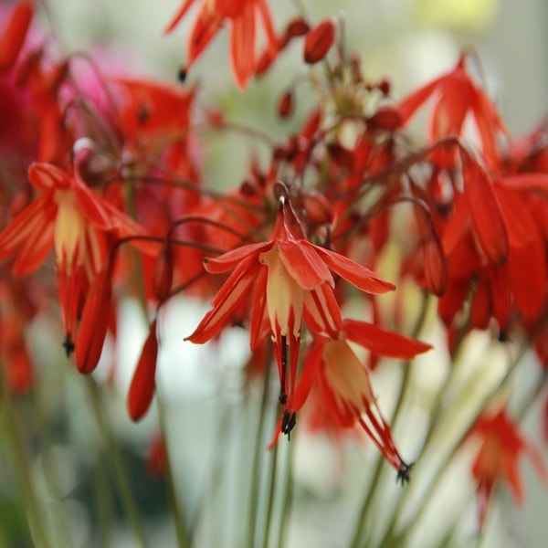 Koraaldruppel (Bessera elegans)