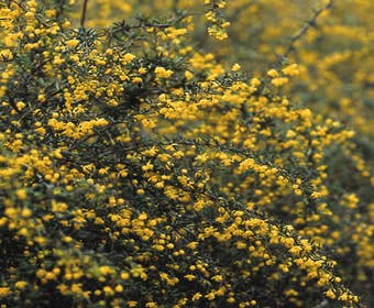 Sauerdorne (Berberis stenophylla)