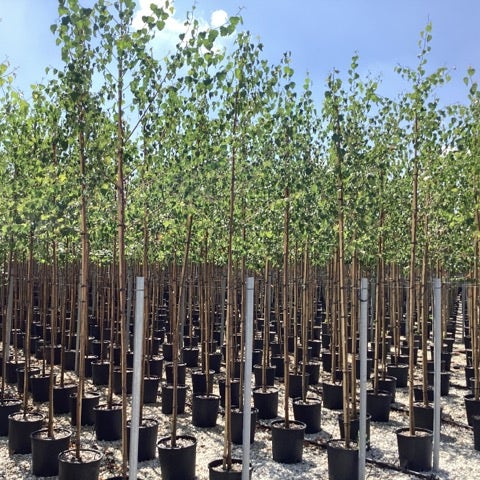 BETULA ALBA (PENDULA) 8/10 cm, pot inhoud 18 liter