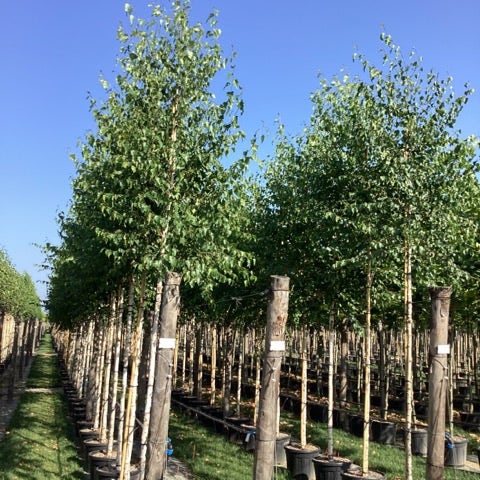 BETULA ALBA (PENDULA) 12/14 cm, pot inhoud 55 liter