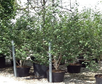 Mehrstämmige weiße Birke (Betula utilis 'Doorenbos')
