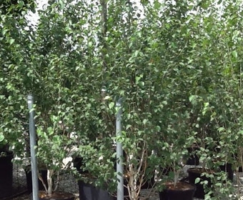 Mehrstämmige weiße Birke (Betula utilis 'Doorenbos')