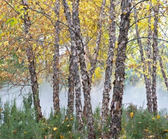Schwarze Birke (Betula nigra)
