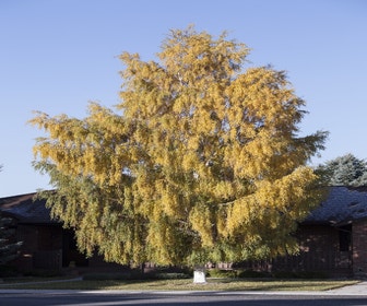 Berke (Betula pendula 'Laciniata')