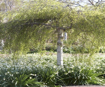  Trauerbirke (Betula pendula 'Tristis')