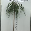 Hänge-Birke auf Stamm (Betula pendula 'Youngii')