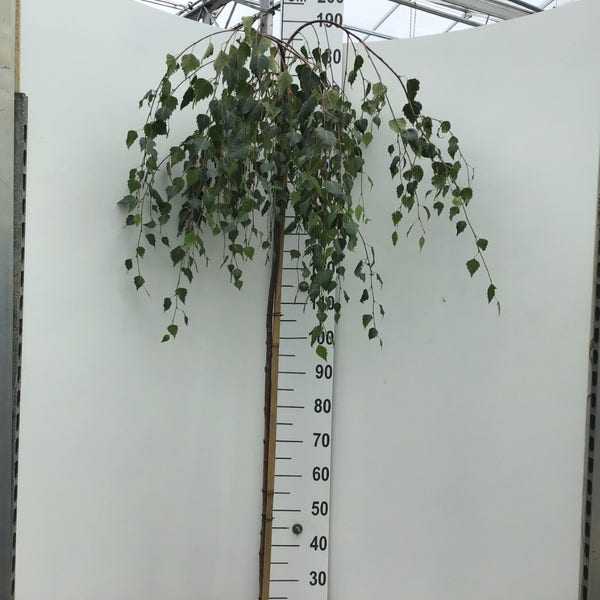 Hänge-Birke auf Stamm (Betula pendula 'Youngii')