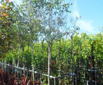 Weiße Birke (Betula utilis jacquemontii)