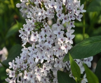 Flieder (Syringa chinensis 'Bicolor')