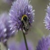 Schnittlauch (Allium schoenoprasum) BIO