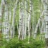 Hängebirke (Betula pendula)