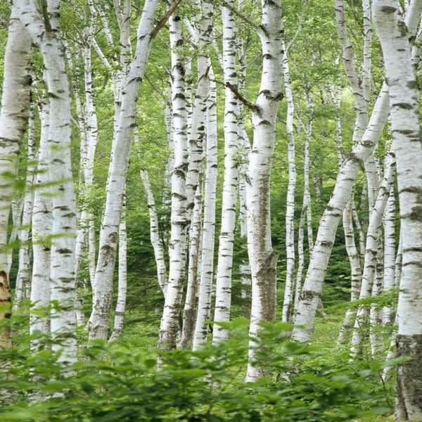 Hängebirke (Betula pendula)