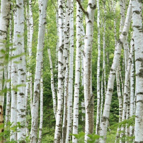 Hängebirke (Betula pendula)