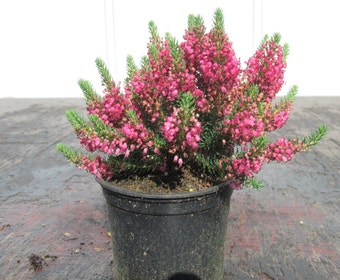 Wanderheide (Erica vagans 'Birch Glow')