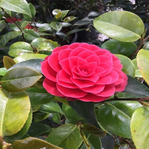 Camelie als Stammform (Camellia japonica 'Black Lace')
