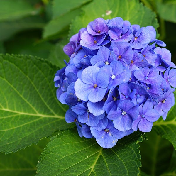 Hortensie (Hydrangea macrophylla 'Bodensee')