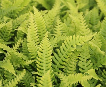 Doppelfarn (Blechnum spicant)