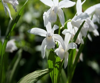 Erdorchidee Blumenzwiebel (Bletilla striata 'Alba')