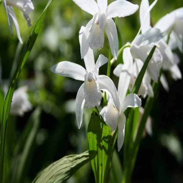 Erdorchidee Blumenzwiebel (Bletilla striata 'Alba')