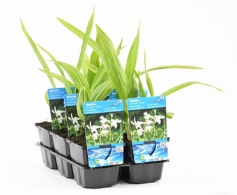 Erdorchidee (Bletilla striata 'Alba')