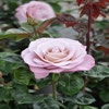 Großblumige Rose (Rosa 'Blue Girl')