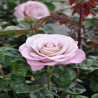 Großblumige Rose (Rosa 'Blue Girl')