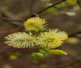 Ohrenweide, Waldpflanze (Salix aurita)