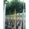 Ahorn (Acer campestre 'Elsrijk')
