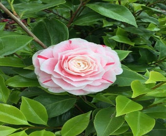 Camelie als Leitform (Camellia japonica 'Bonomiana')
