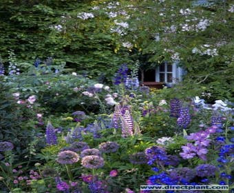 Beetpaket Lila und Blau