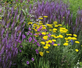Beetpaket Fröhlich Gelb-Lila