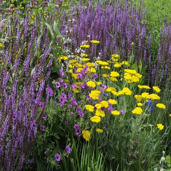 Beetpaket Fröhlich Gelb-Lila