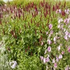 Beetpaket Sommer in Rot-Rosa