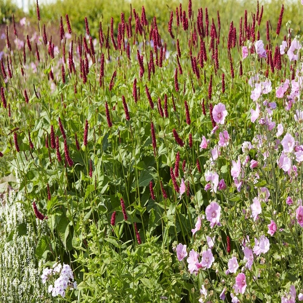 Beetpaket Sommer in Rot-Rosa