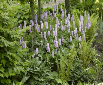 Beetpaket Schattengarten