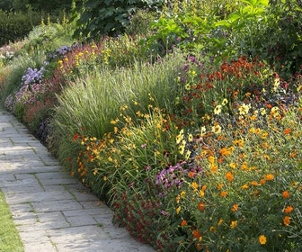 Beetpaket Fröhliche Sommerblüher