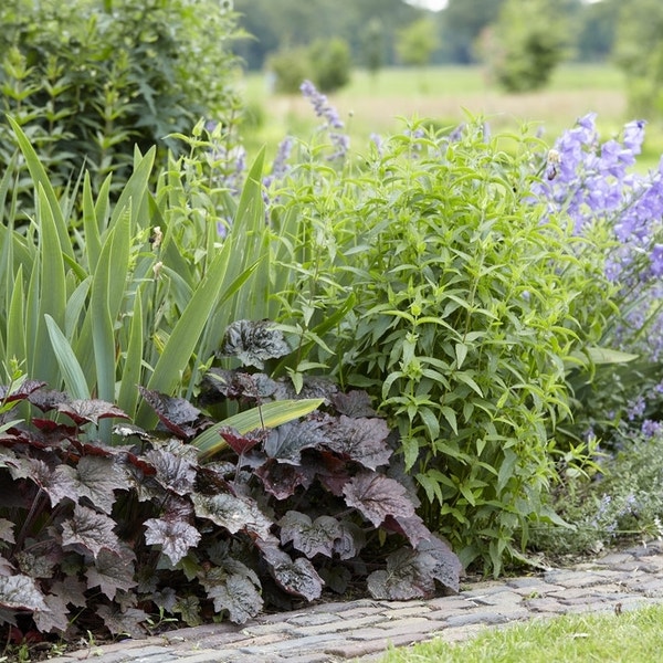 Borderpakket in Paarstinten met oa. Agastache, Campanula, Heuchera